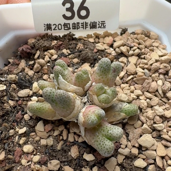 斑马带盆土。