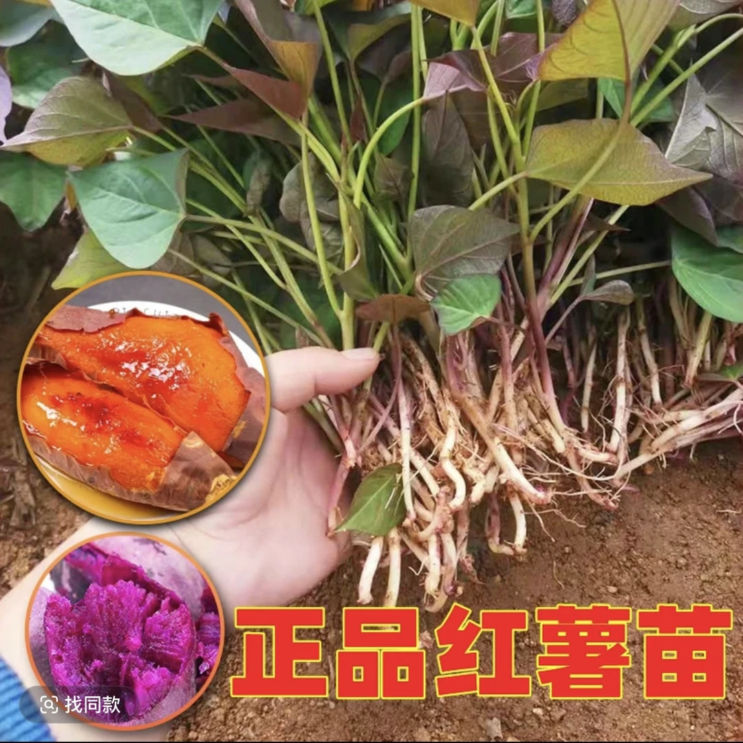 红薯地瓜玛莎莉苗烟25西瓜哈密紫蜜黄番红心秧种板栗高淀粉芽子薯