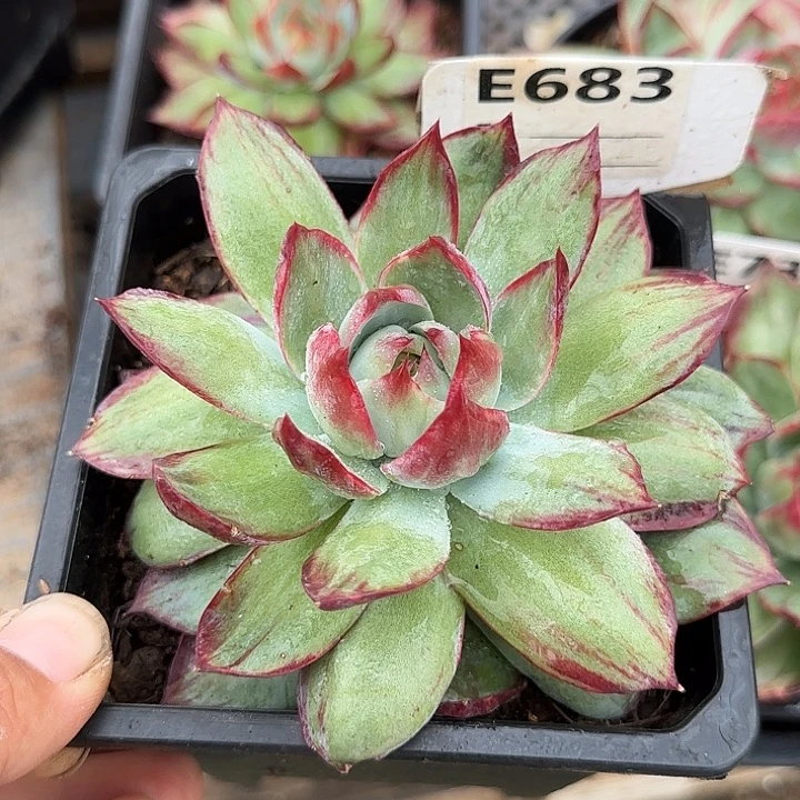 惊鸿一物一拍包装收缩花旱683