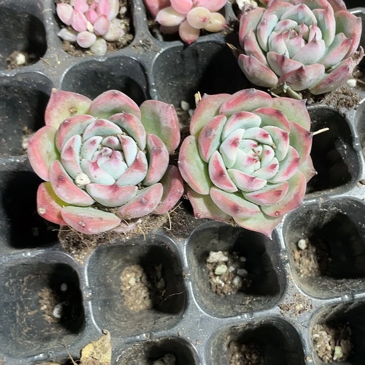 小吉娃娃1元带土发