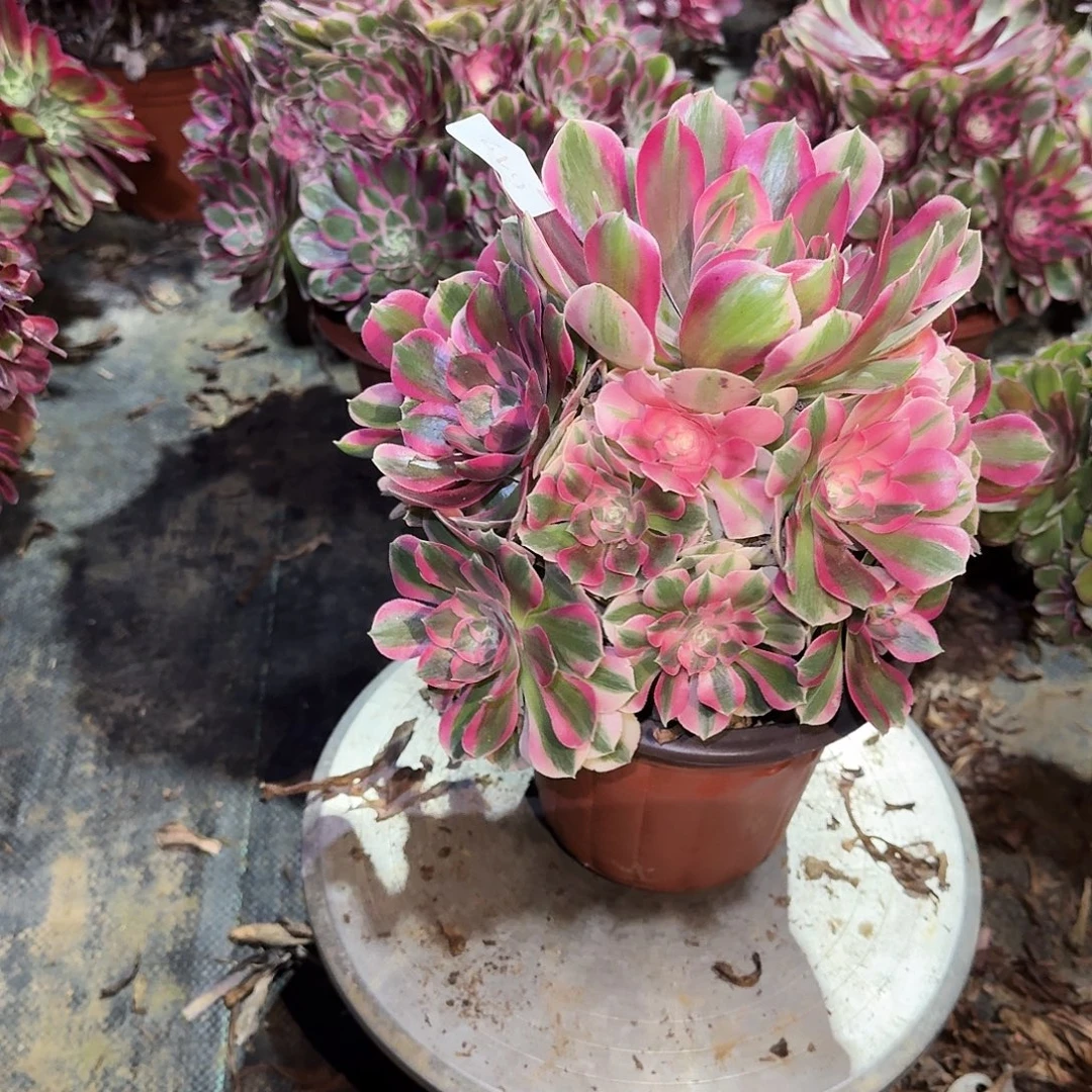 多肉植物粉女郎642