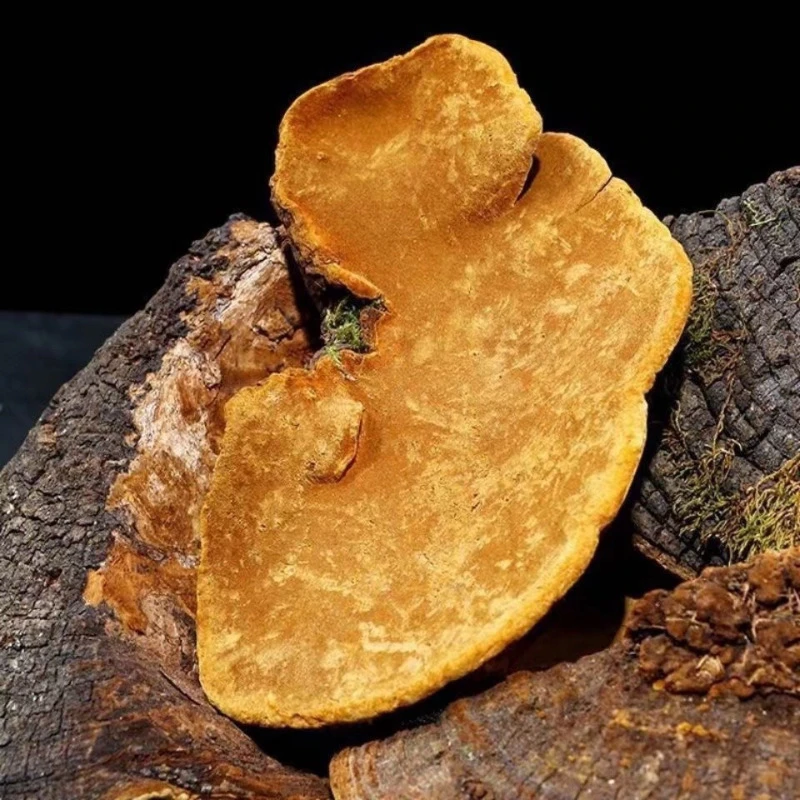 长白山 搡皇 爆马丁香树菌