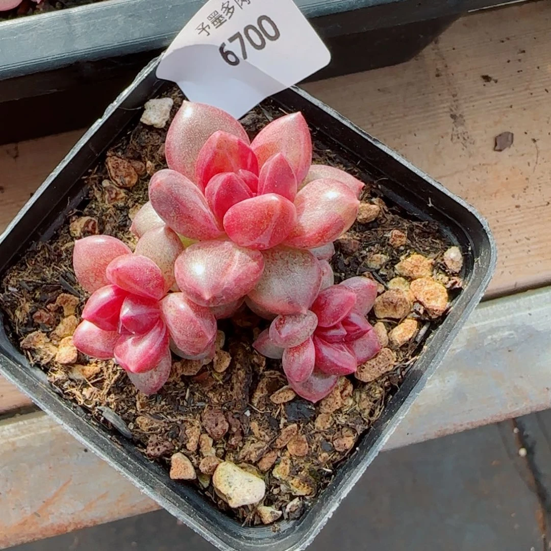 迷雾泡泡，6700多肉植物