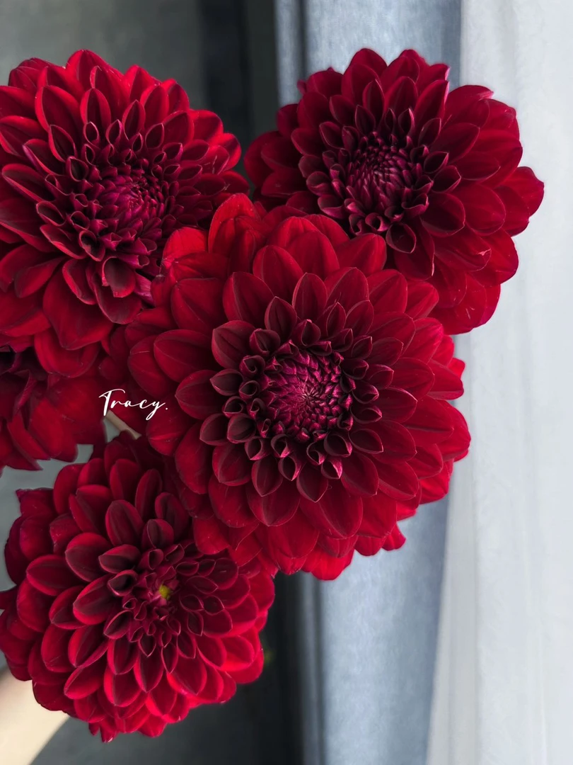 【红色奔跑】进口大丽花种球盆栽地栽 送化肥