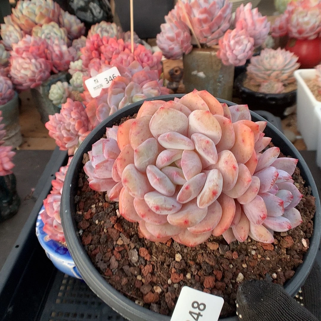 348雪天使多肉植物66666