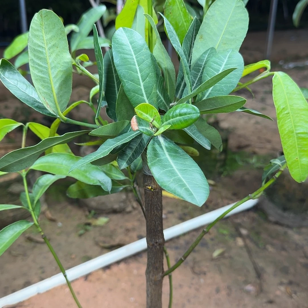 佰***歌当前无花栽培后可以开花非洲