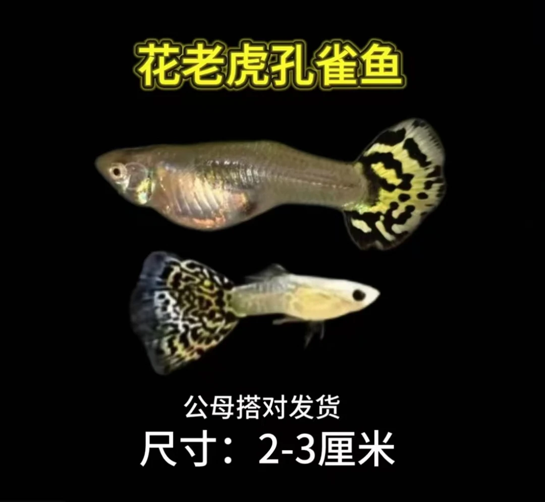 招财花老虎小型热带观赏鱼3到4个月鱼龄耐活好养新手入门必备公母