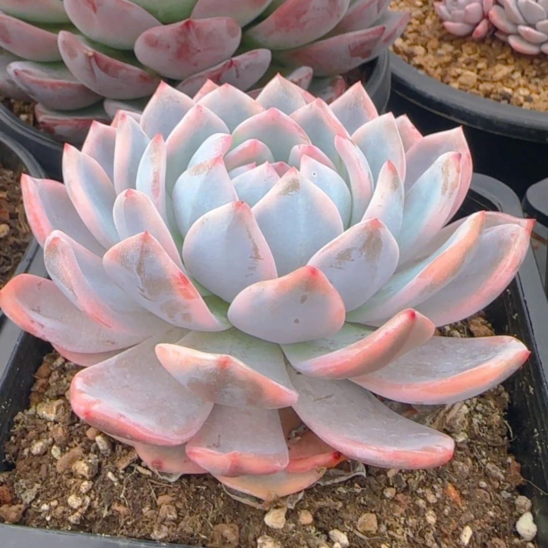 【闪购商品】橙梦露锦9.9