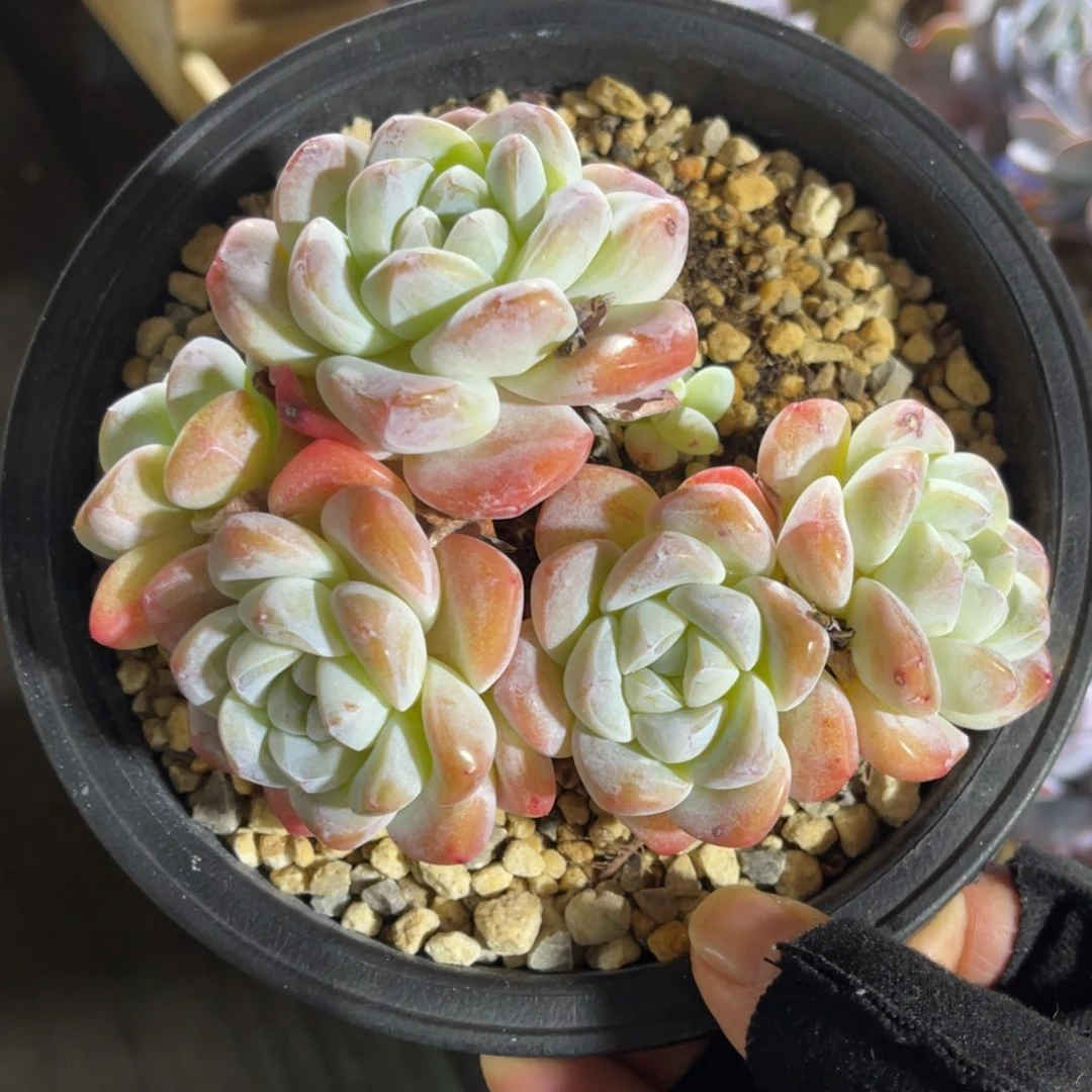 冰玉老桩 一物一拍不支持退换