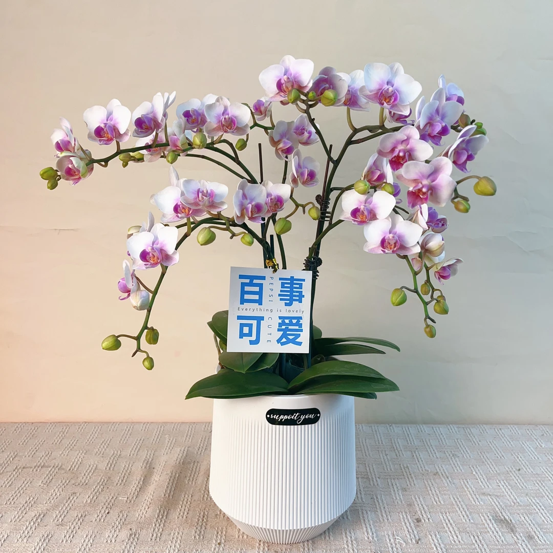 桦艺优选【小火烈鸟】精品蝴蝶兰花卉高雅轻奢高级艺术盆栽组盆系列