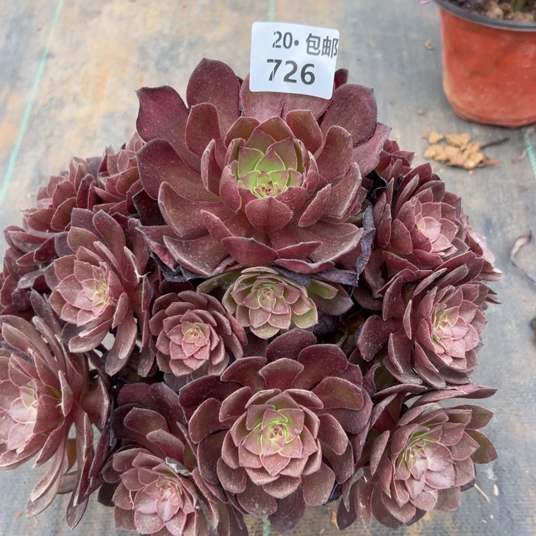 726桃花石，满20包邮