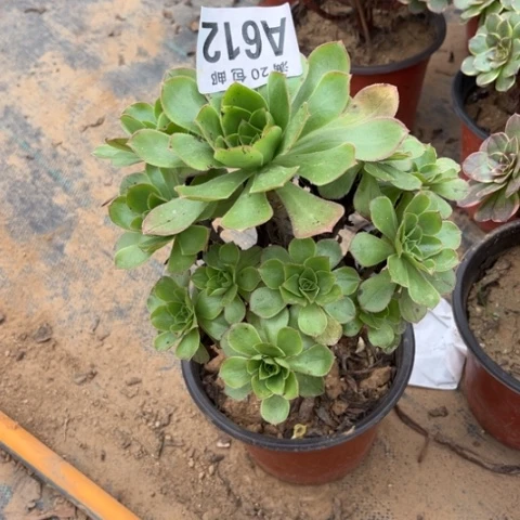 612军美丽不包断枝