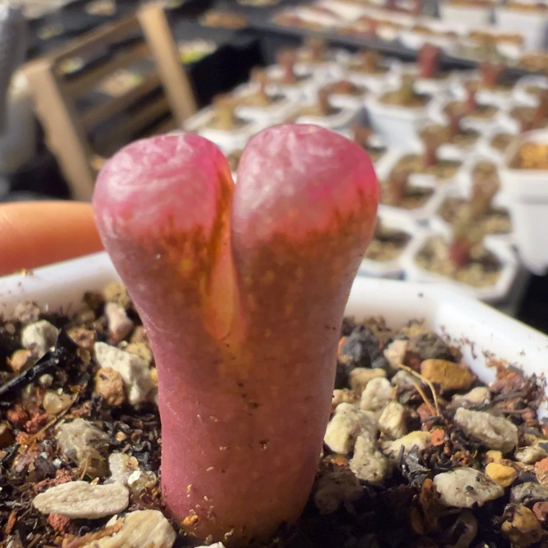 红风铃母本一物一拍