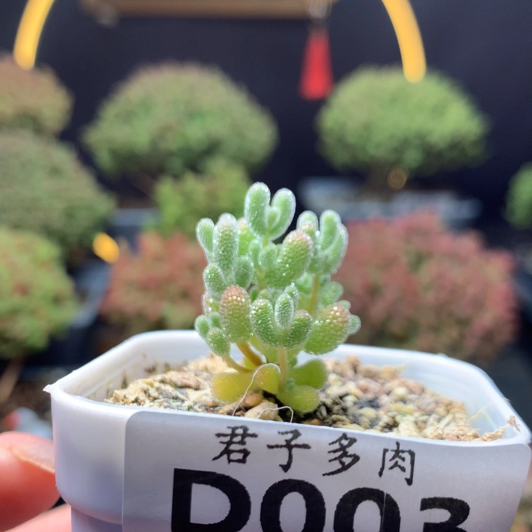 D003实生冰晶小苗。