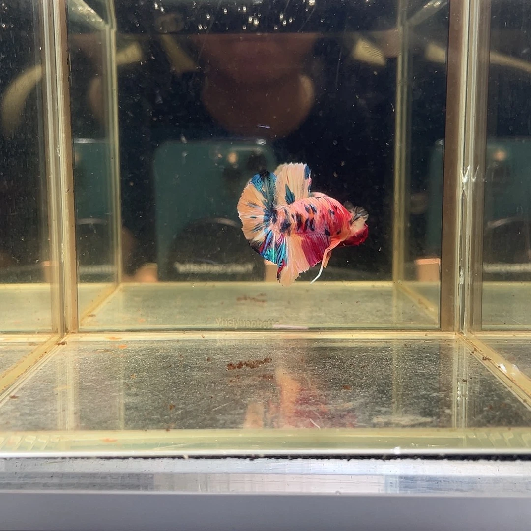斗鱼九月十二日竞价