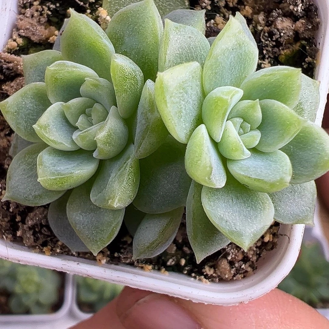 财富密码泼妇。