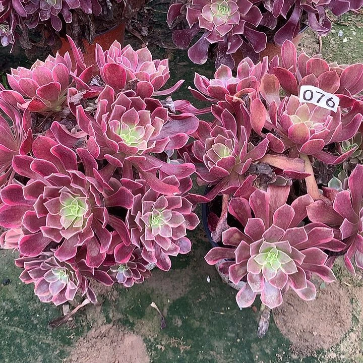 无花朵076两颗金丝缺多肉植物