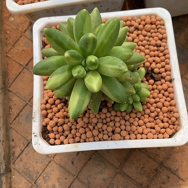 芷***墨千代田之松锦多肉植物