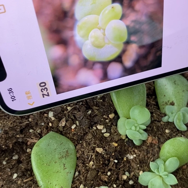 珍妮z30芽苗一个多肉