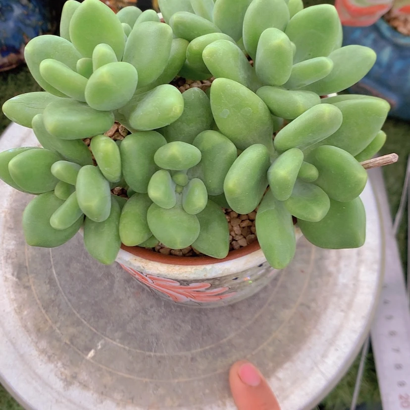 【闪购商品】彩虹芒果奶