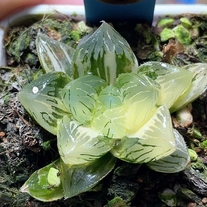 798大型玉露錦一物一拍