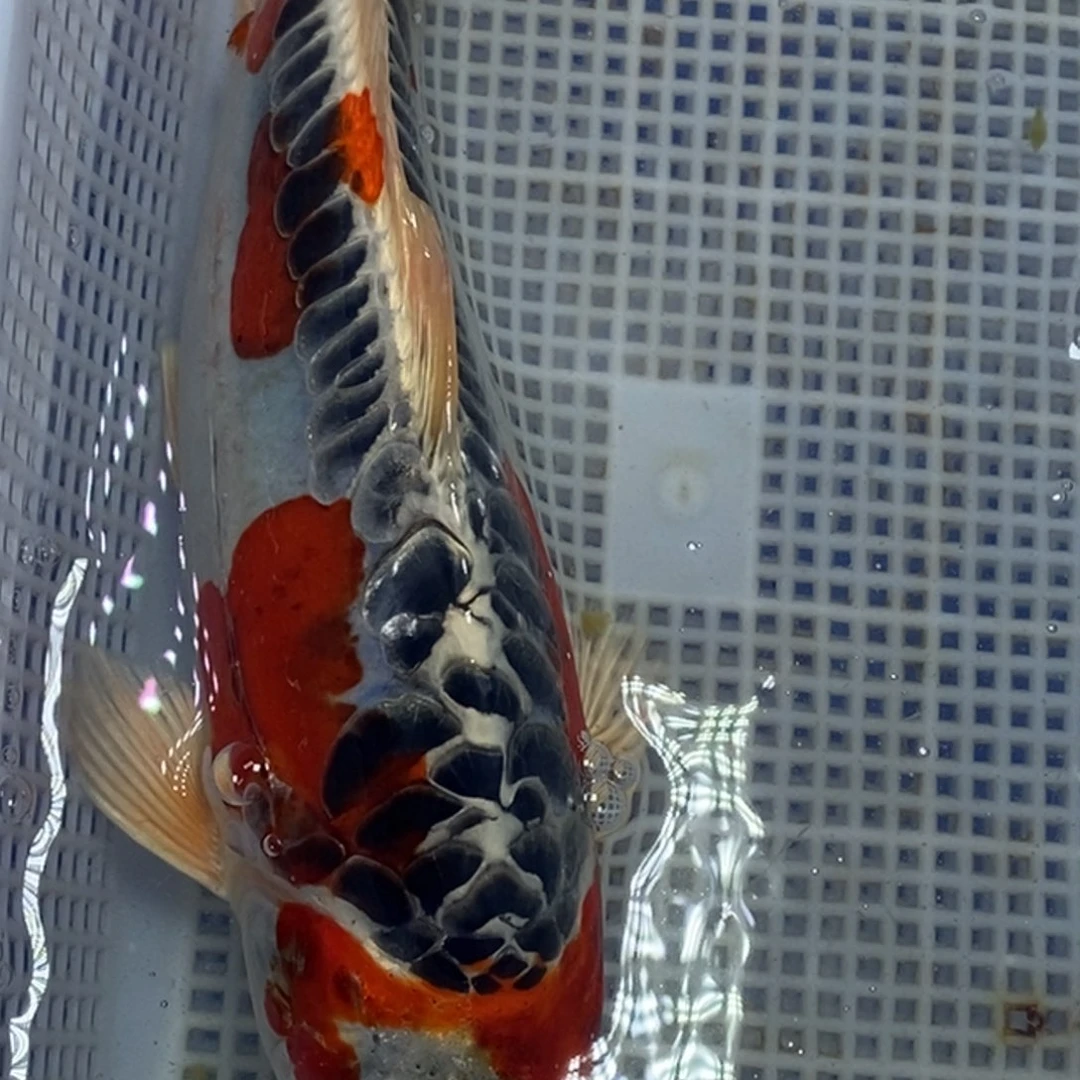 锦鲤冷水锦鲤包邮