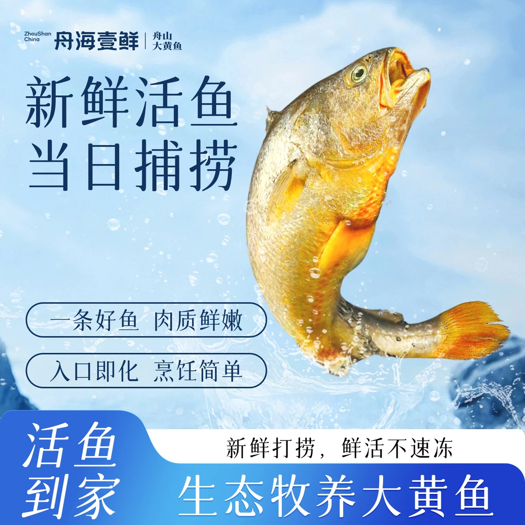 大黄鱼新鲜活鱼舟山海鲜水产鲜活黄花鱼海鱼生态牧养充氧顺丰包邮