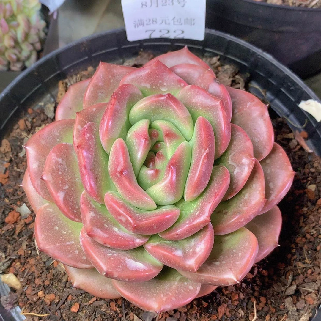 【闪购商品】云722号Q橙16厘米