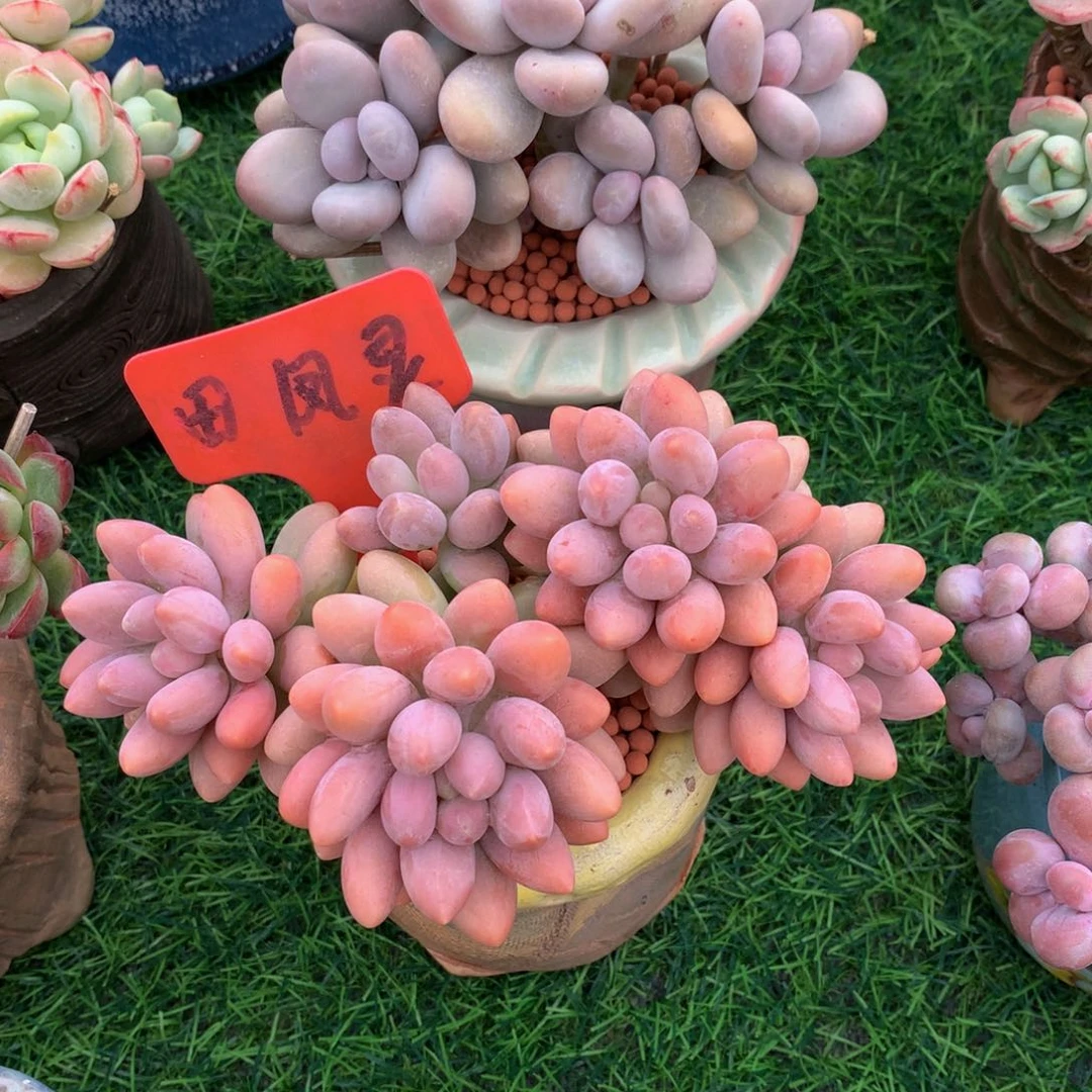 豆****粉的恋人多肉植物7273737374