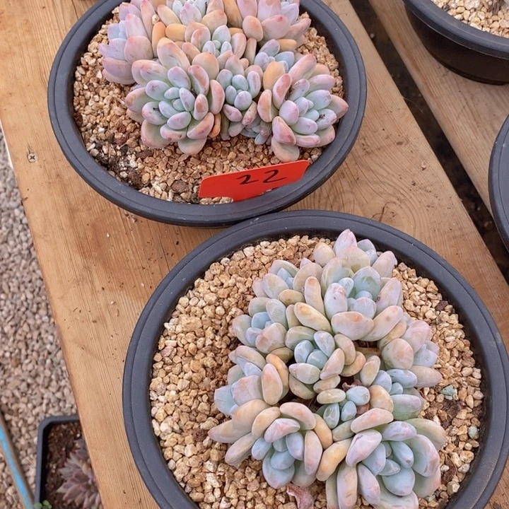 在家闲不住也会玩