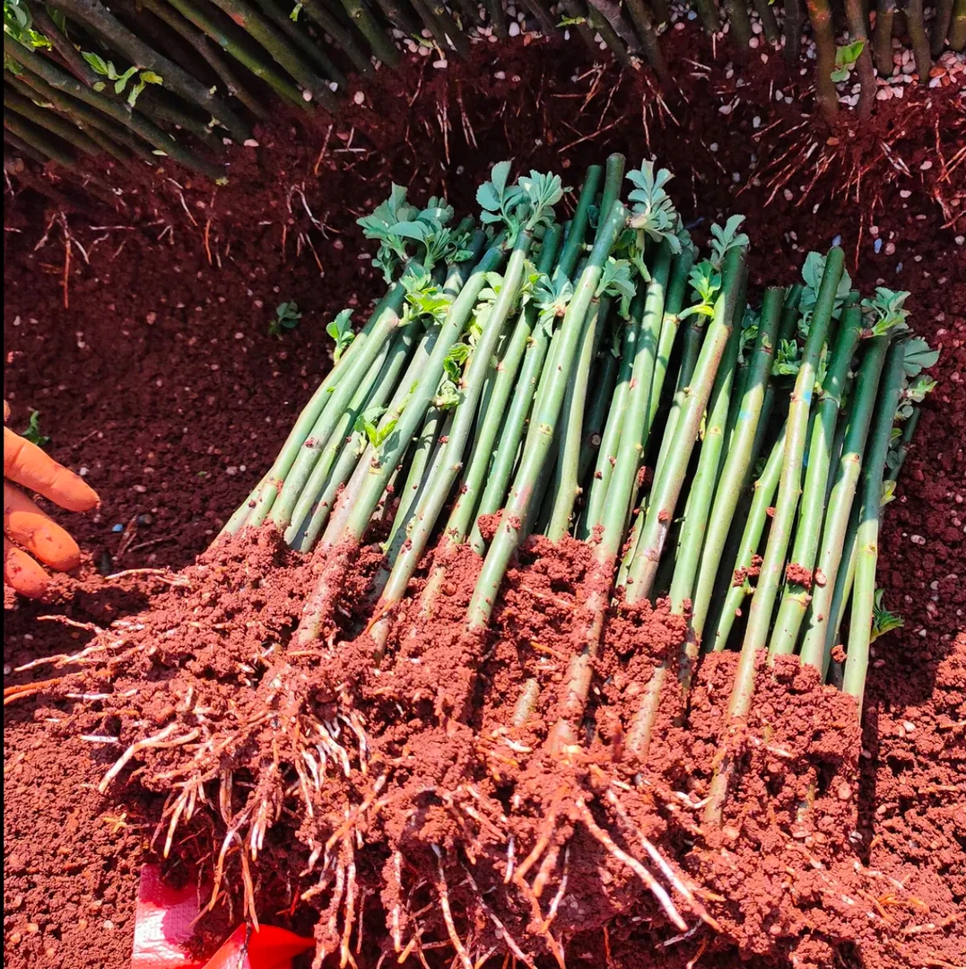 云南基地直发大花朵浓香型四季爬藤无刺蔷薇月季耐晒抗冻庭院盆栽