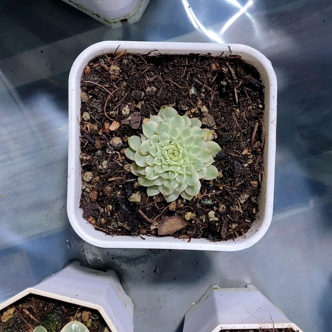 梦幻玫瑰锦杂多肉植物老桩