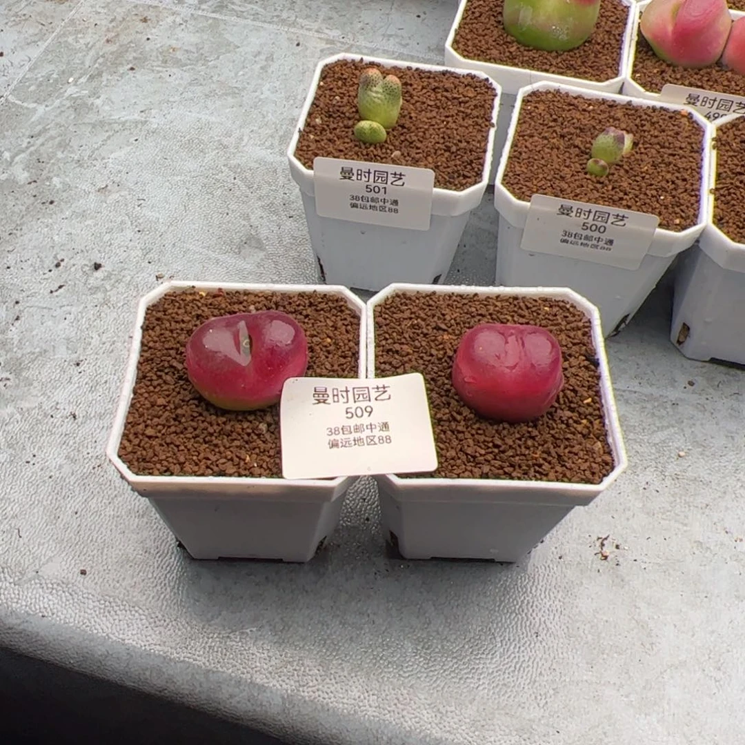 吻*2.11毛多肉植物509