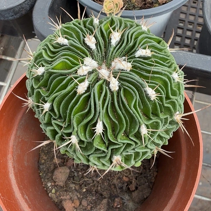 实生多棱玉6仙人球