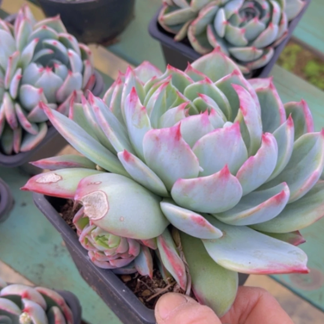 【闪购商品】惊鸿仙子0942