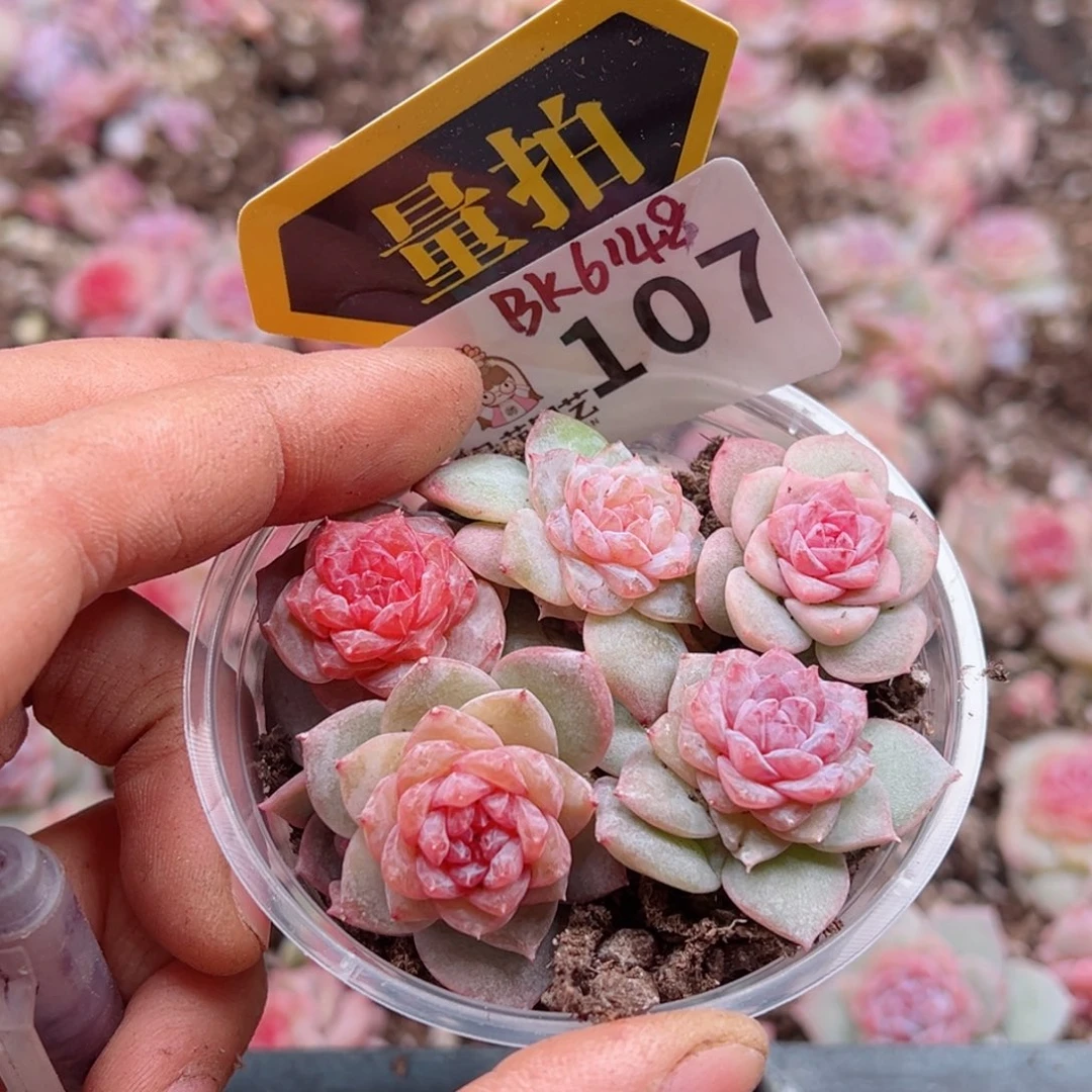 多肉植物多肉植物