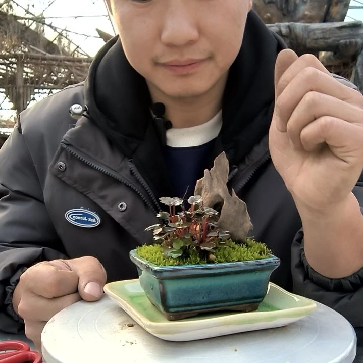 哒**！小盆景小植物一物一拍246