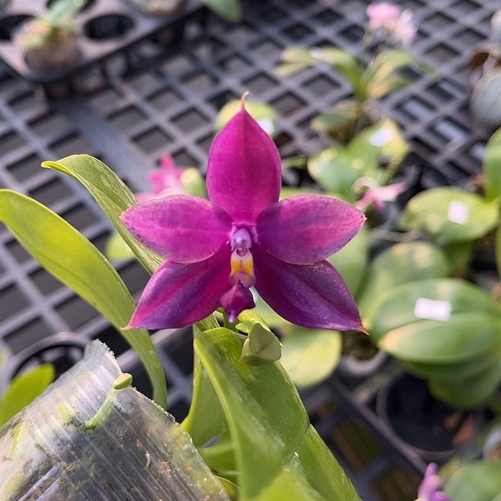 完全开放2.8寸杯盲盒