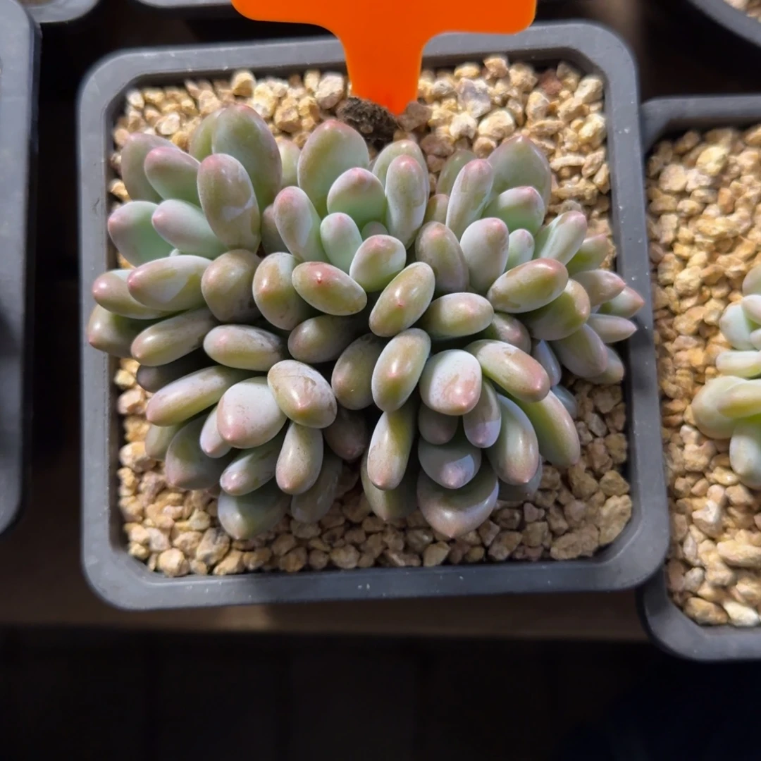 埃蒙德2222222222222