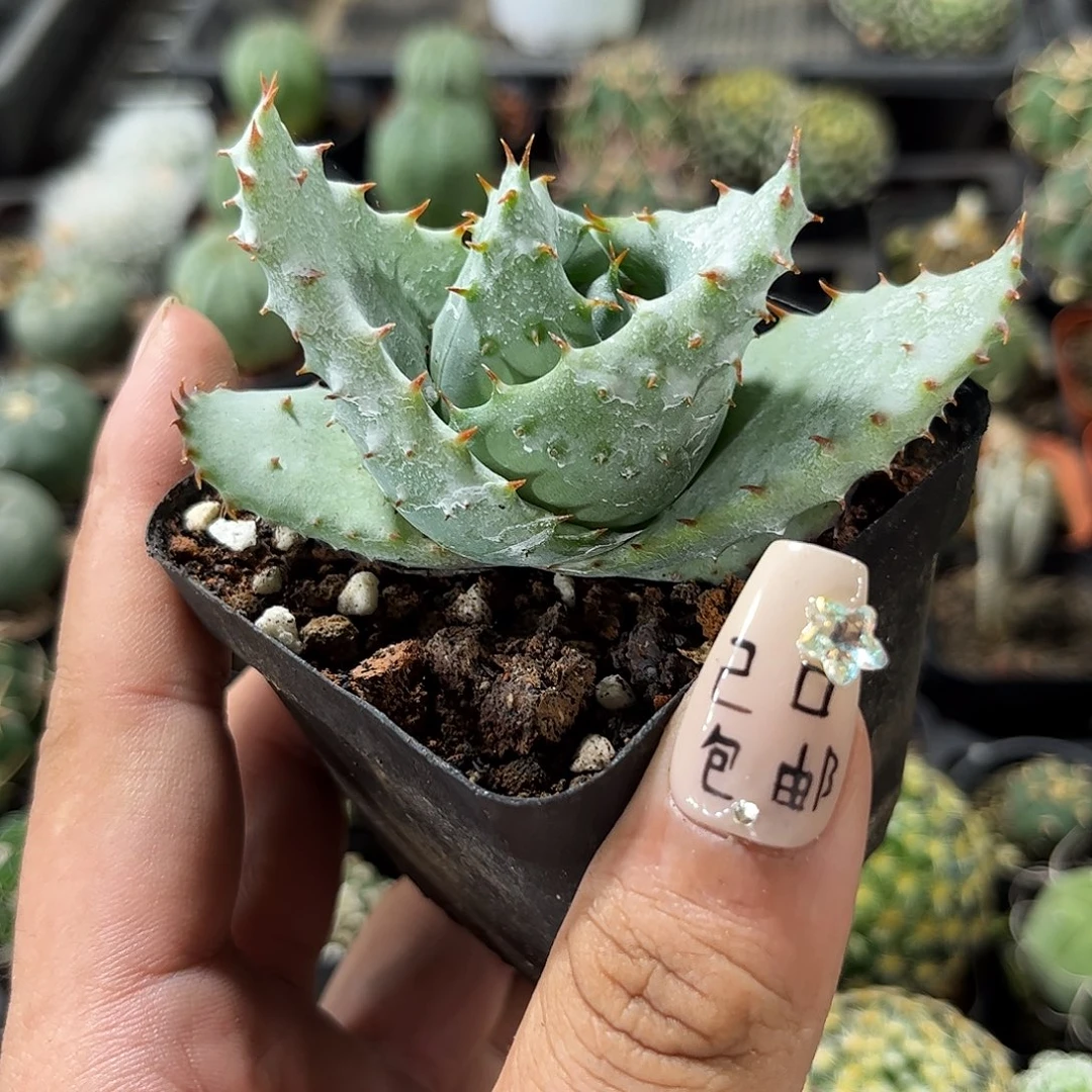 鬼切芦荟单头发货单头