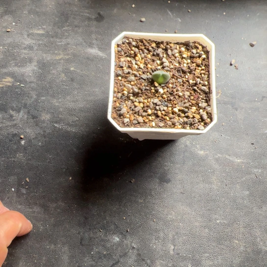 Y***j10.16空巢多肉植物组合117