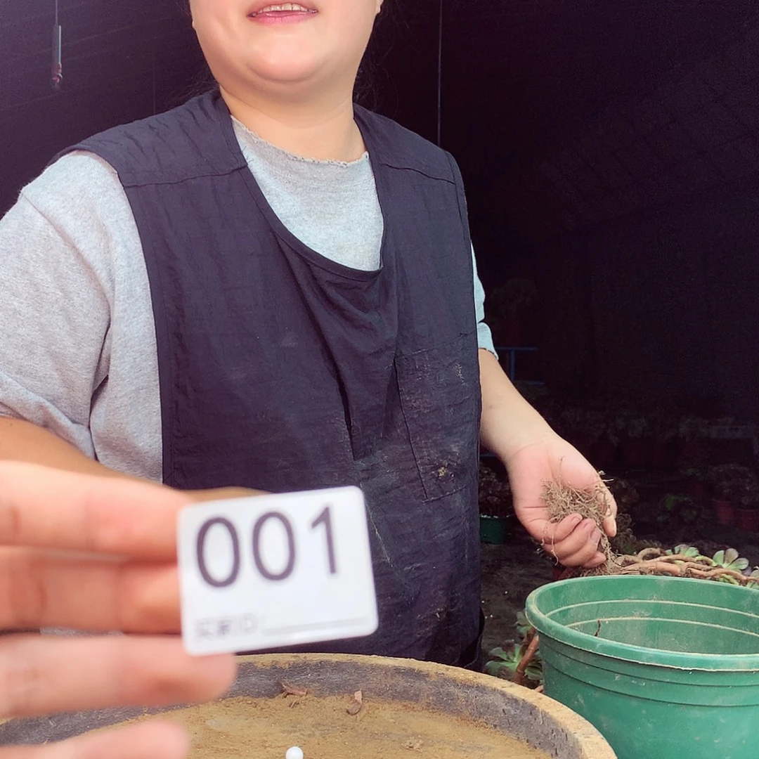 柒哥多肉法师不包侧断枝001