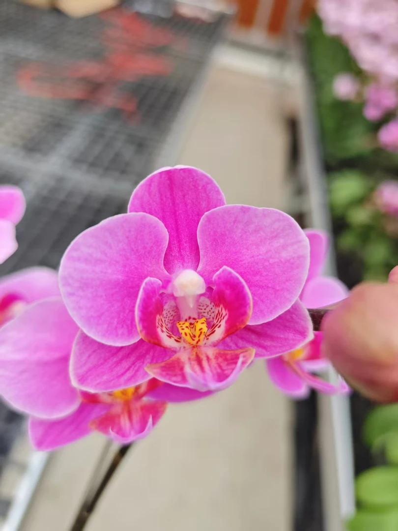 高品质粉色蝴蝶兰【L29】带花剑带花苞四季开花室内好养盆栽