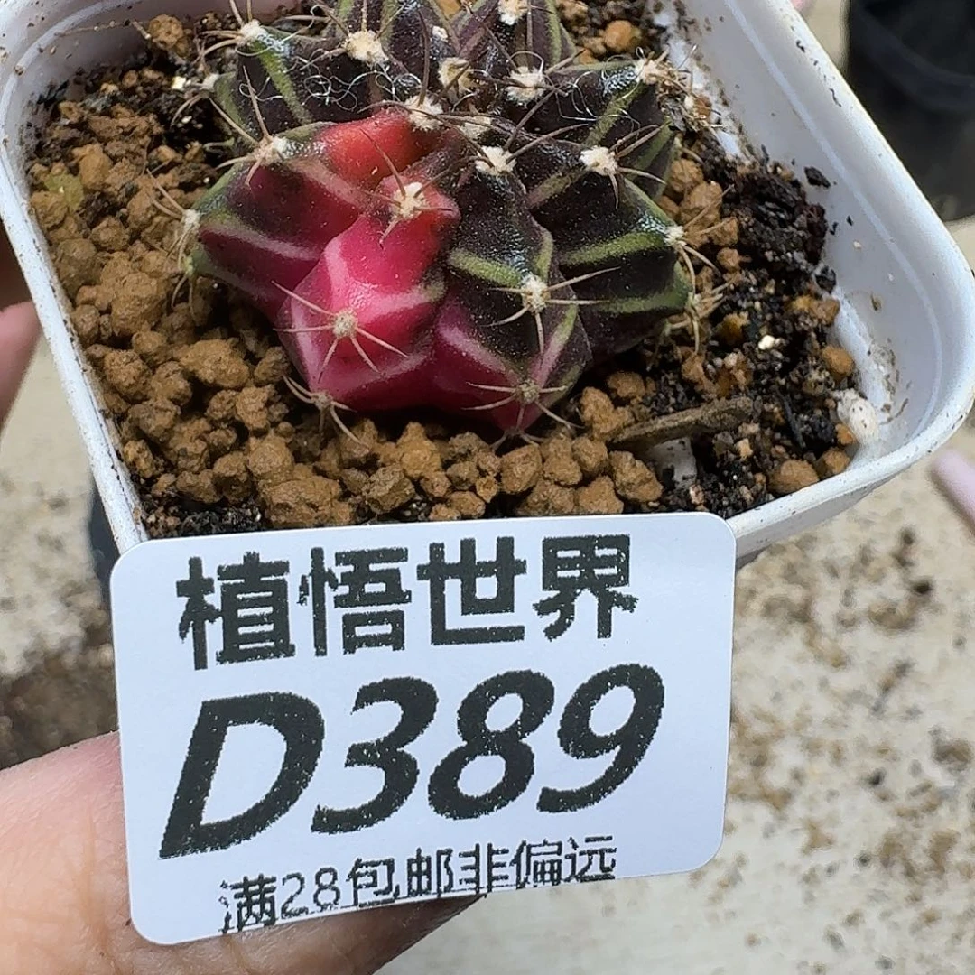 多肉植物的润泽fgb
