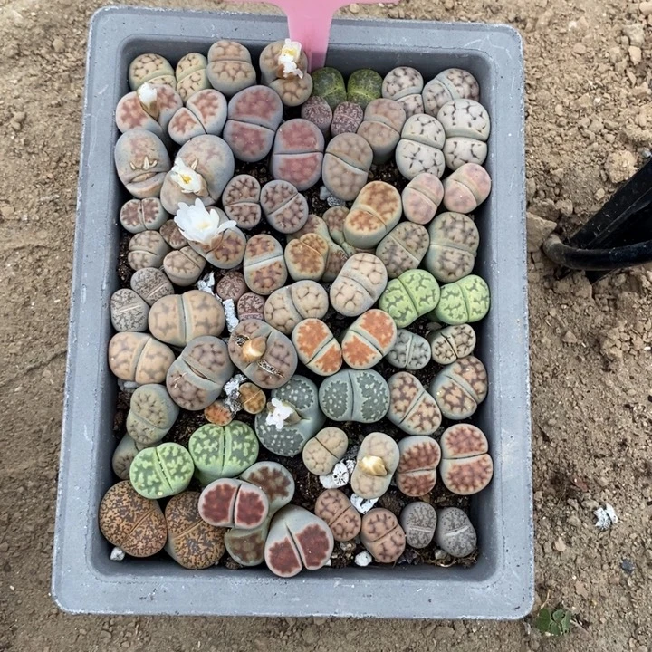 ****3生石花等植物和植物743