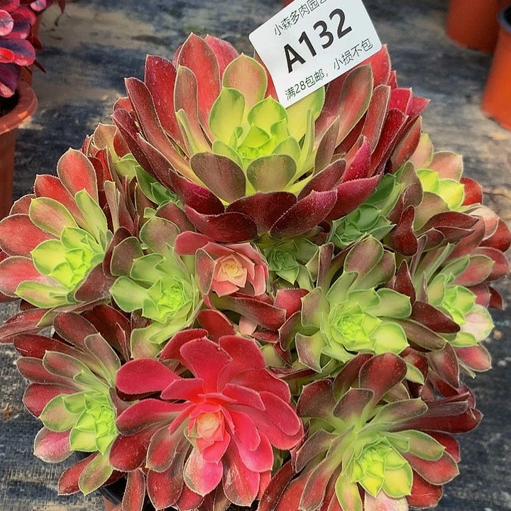 132韶华多肉888888