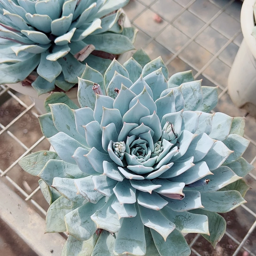 薄叶蓝鸟大单头精品特价