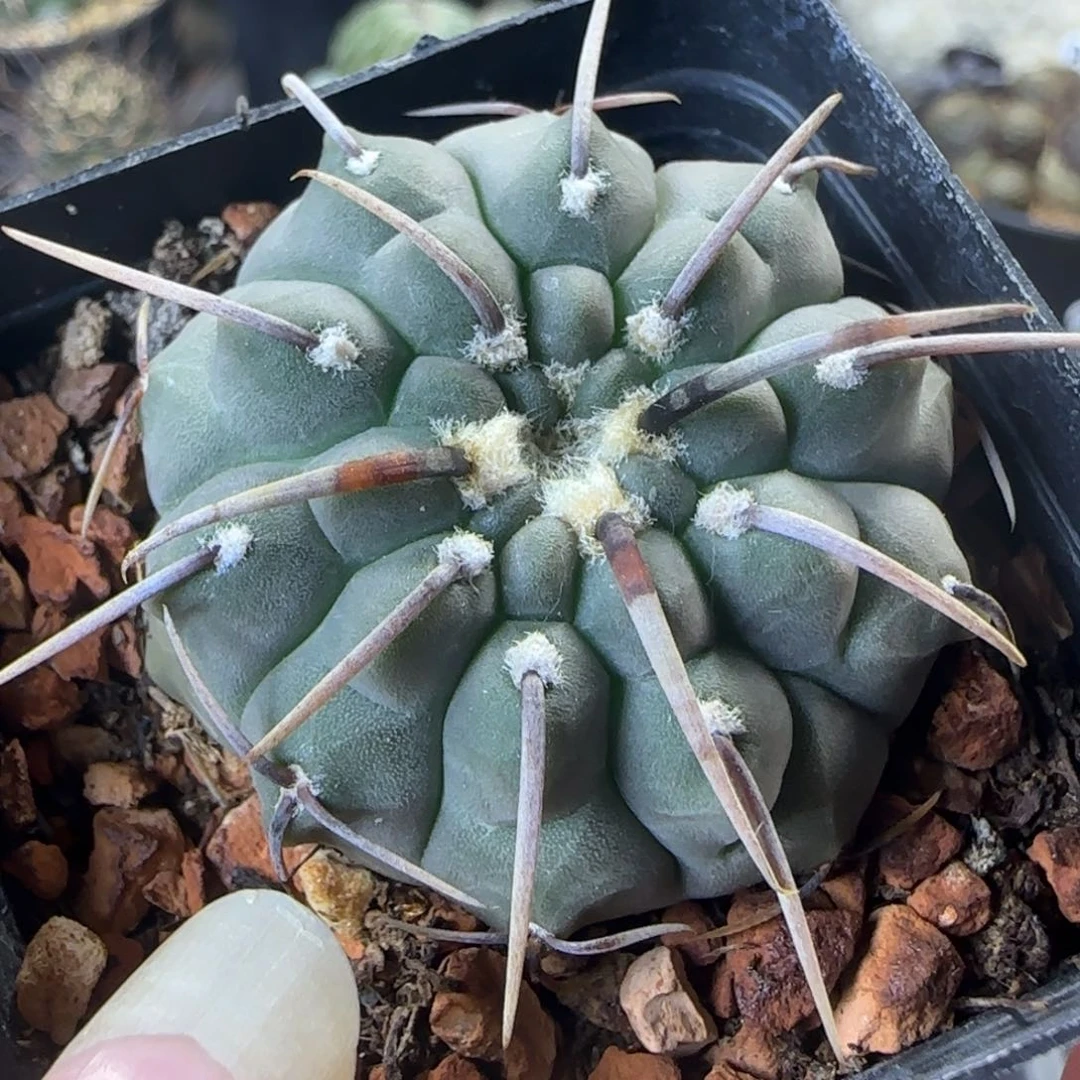 11实生龟甲一本刺多肉