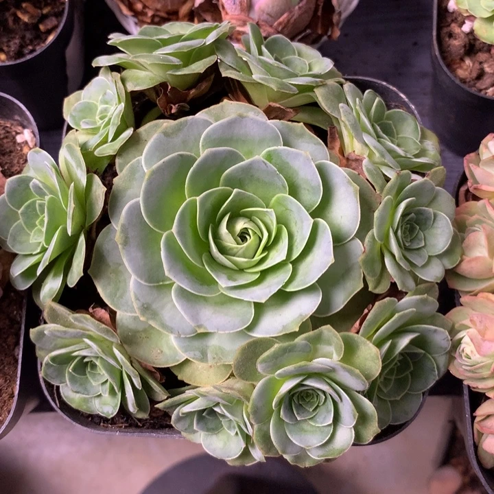 一物一拍耶罗初见188