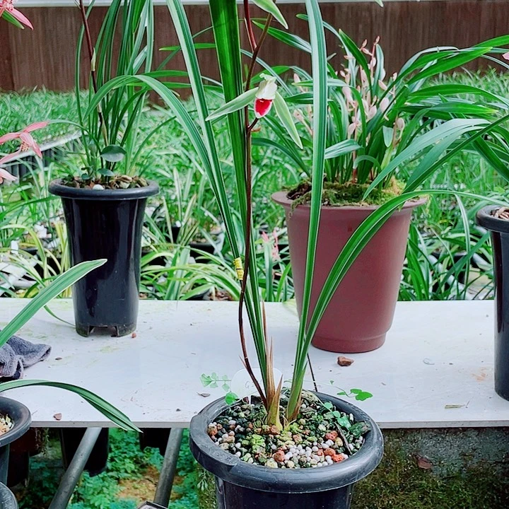 曾***经无花朵一物一漂亮